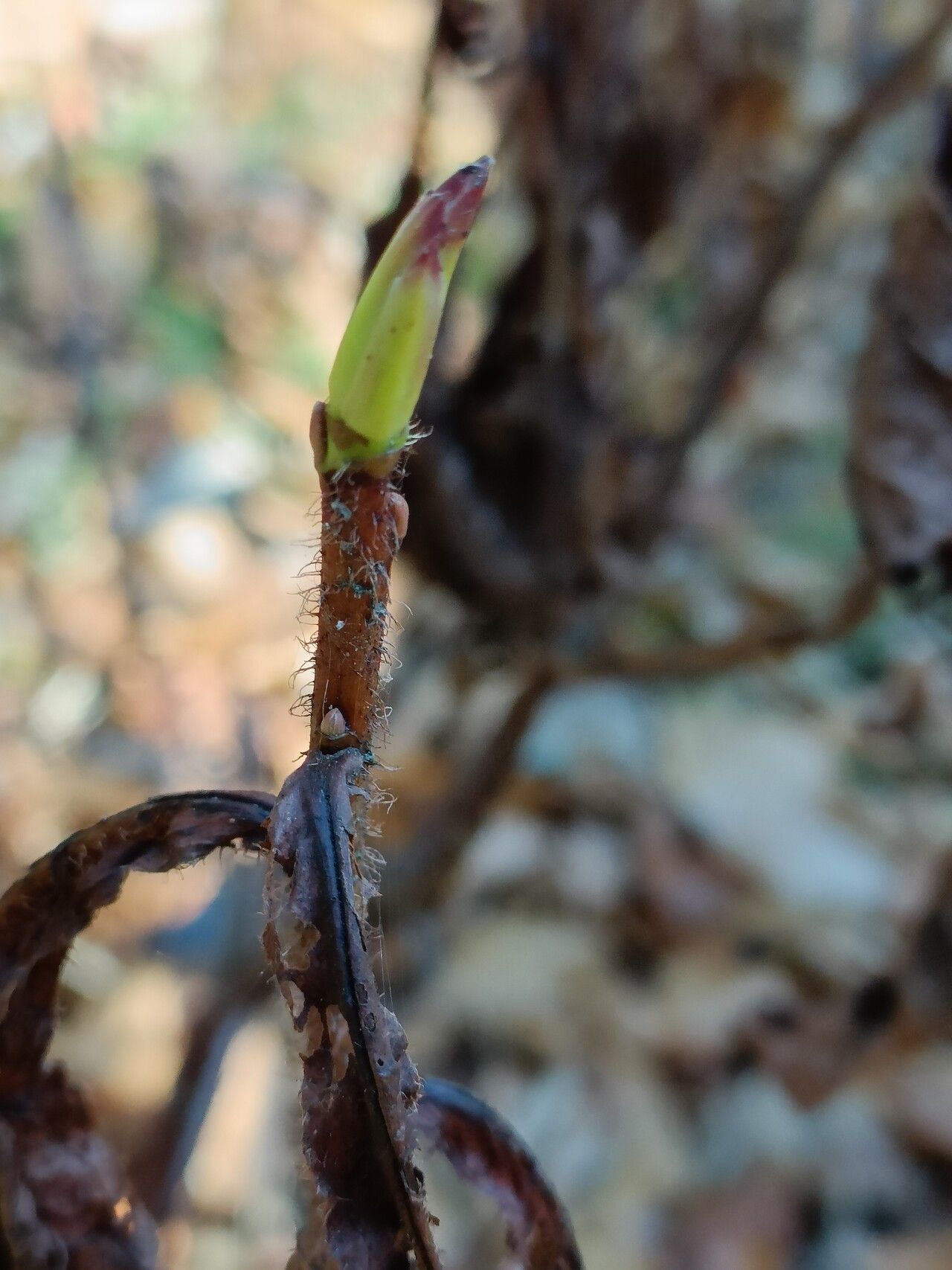 Rhododendron nipponicum — houseplant care guide