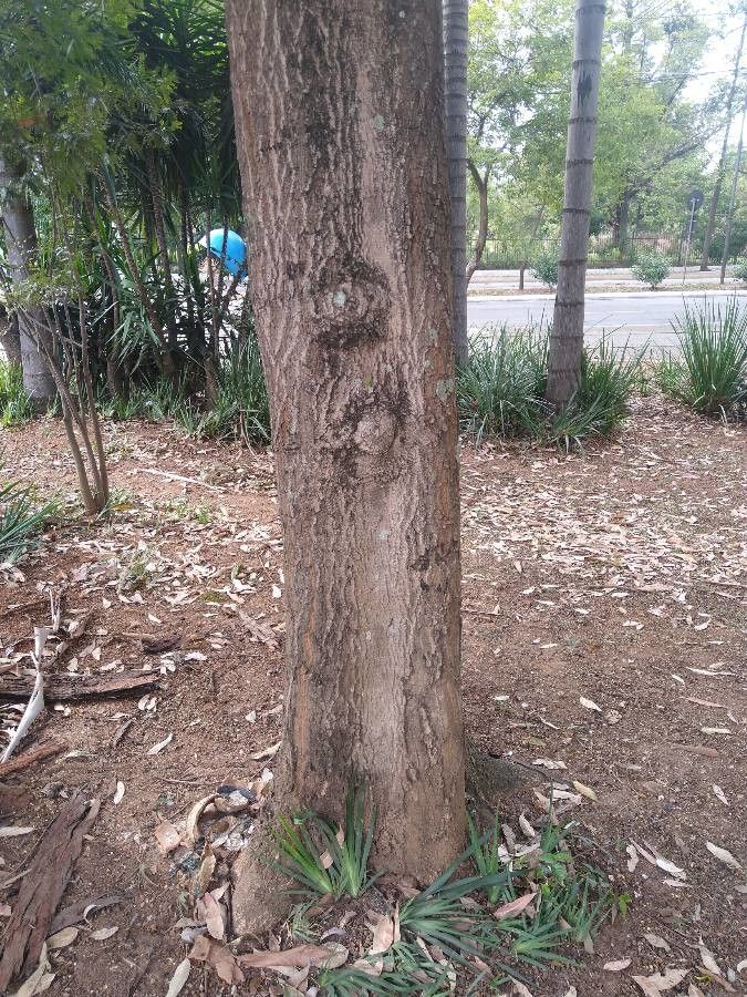 Manilkara concolor bark