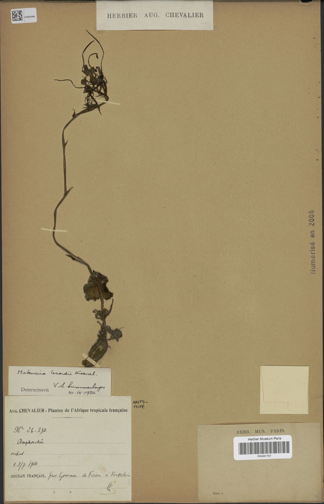 Habenaria lecardii — houseplant care guide
