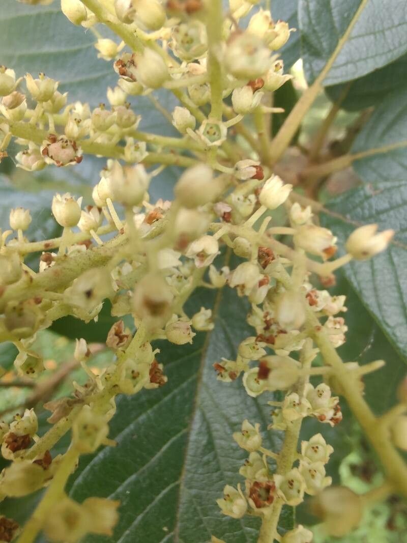 Clethra scabra flower