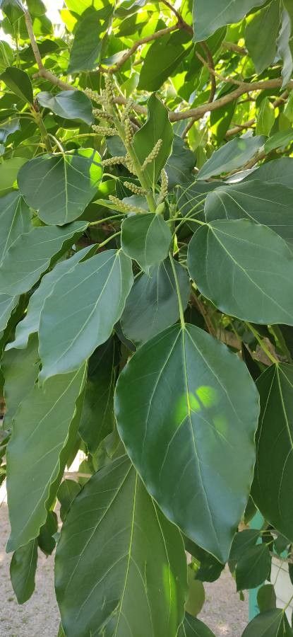 Oreopanax capitatus — related species from the same genus