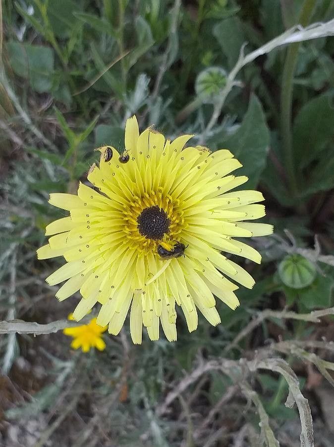 Tolpis barbata flower