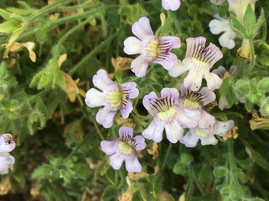 Chaenorhinum glareosum flower