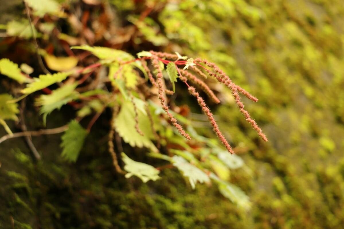 Boehmeria gracilis — search result for 'Boehmeria'