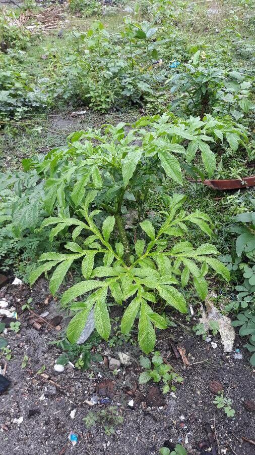 Amorphophallus paeoniifolius leaf