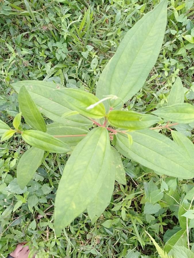 Melastoma polyanthum leaf