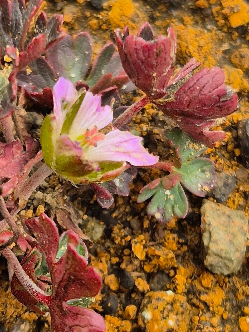 Geranium kilimandscharicum flower