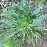 Aeonium ciliatum