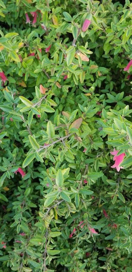 Penstemon baccharifolius — search result for 'Penstemon'