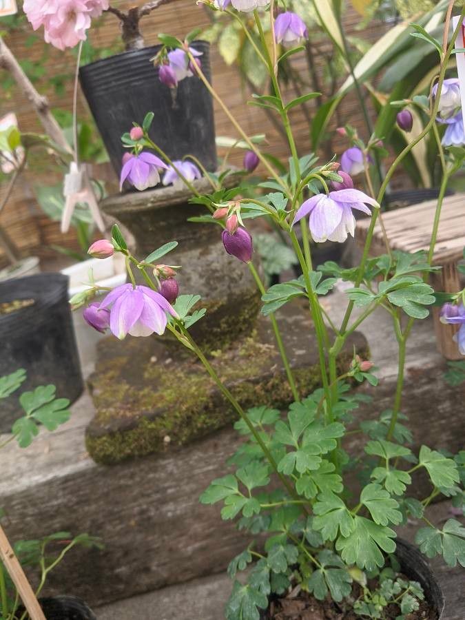 Aquilegia ecalcarata — search result for 'Aquilegia'