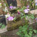 Aquilegia ecalcarata