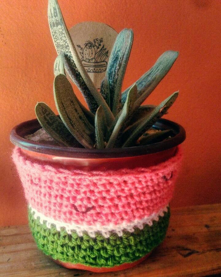 Gasteria batesiana bark