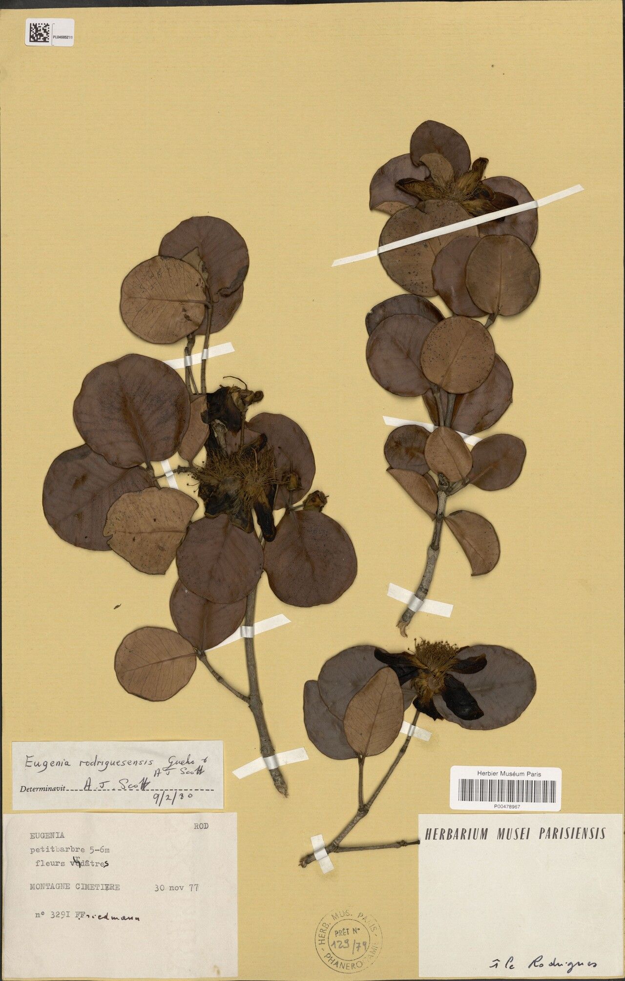 Eugenia rodriguesensis — houseplant care guide