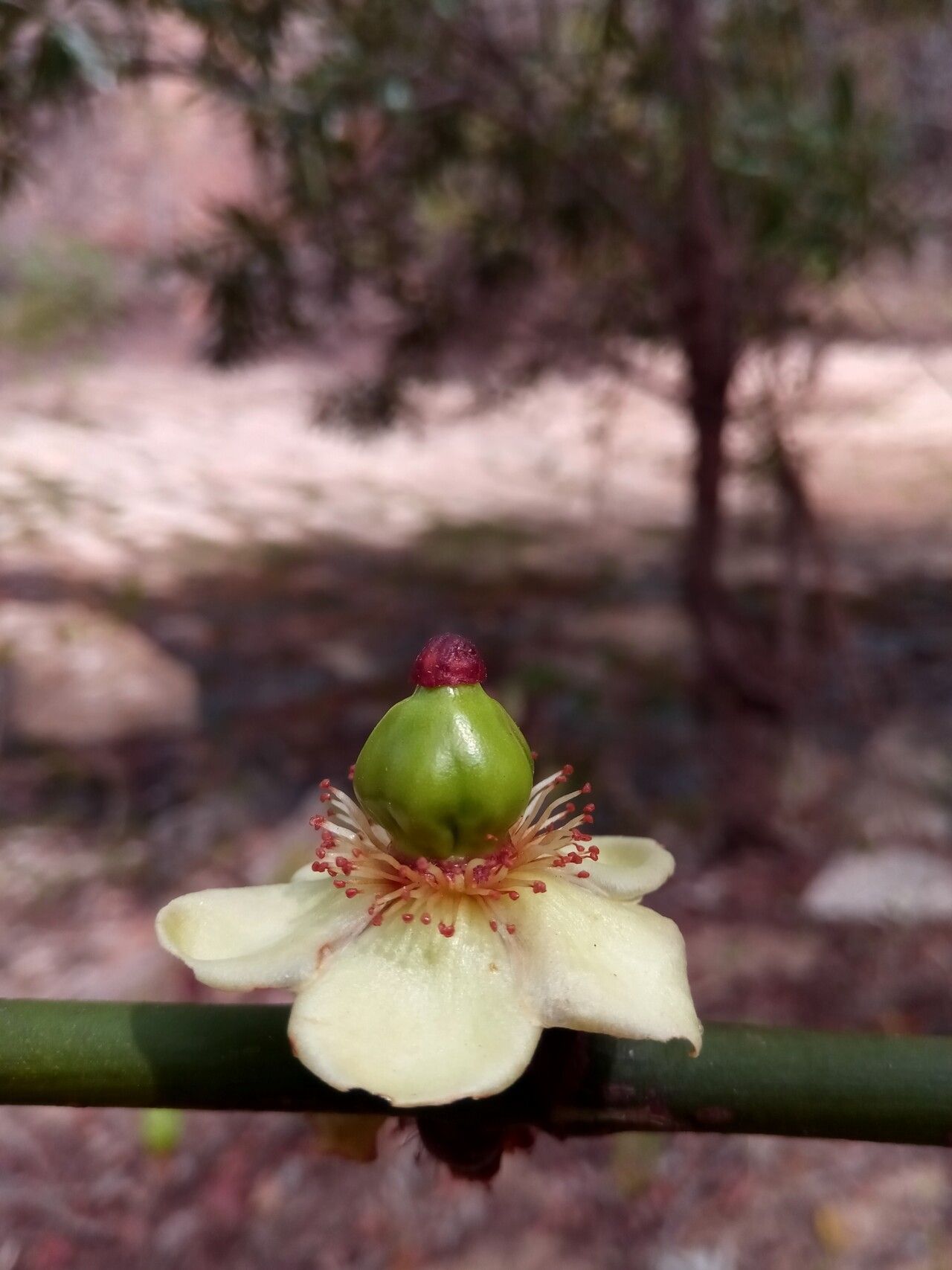 Garcinia pervillei flower