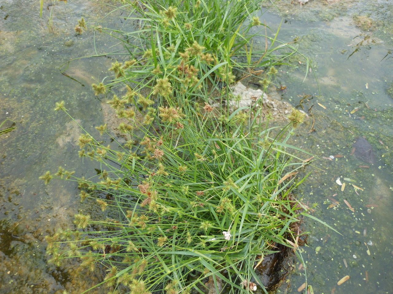 Fuirena simplex habit