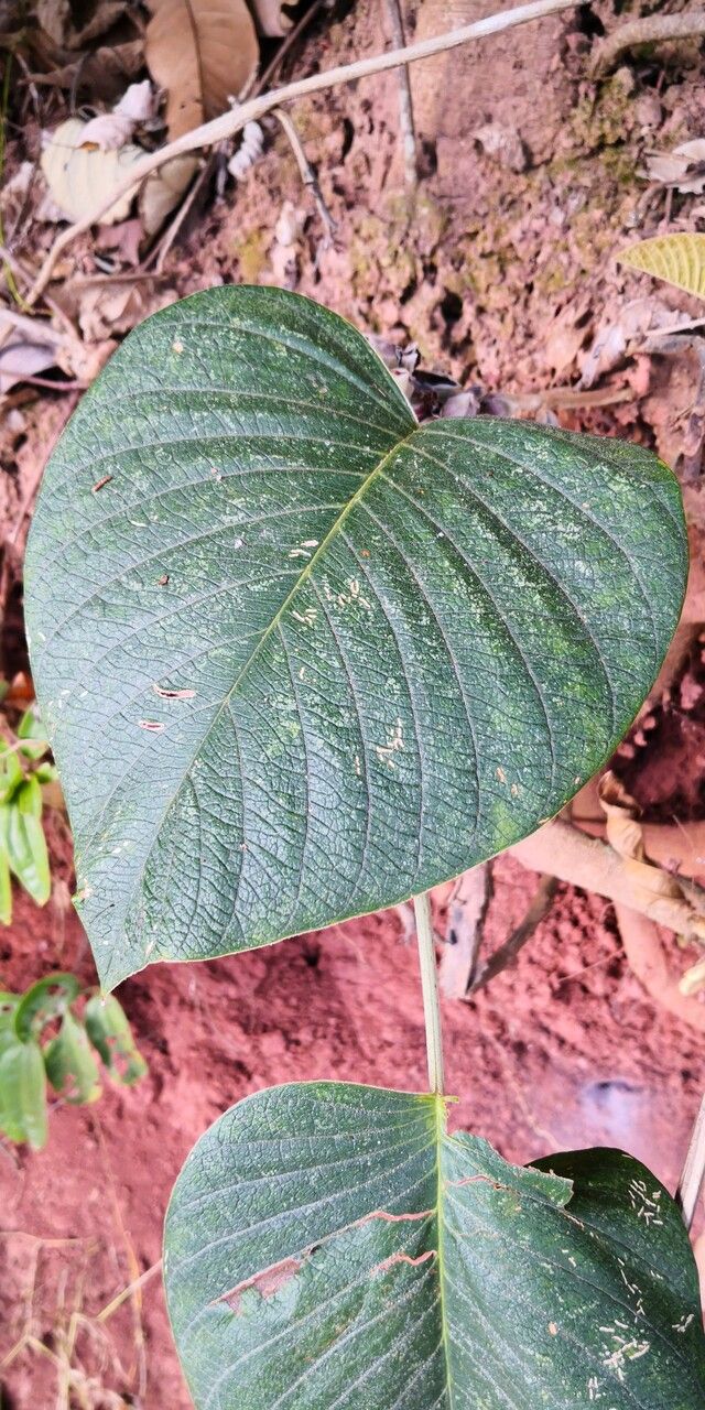 Argyreia acuta — related species from the same genus