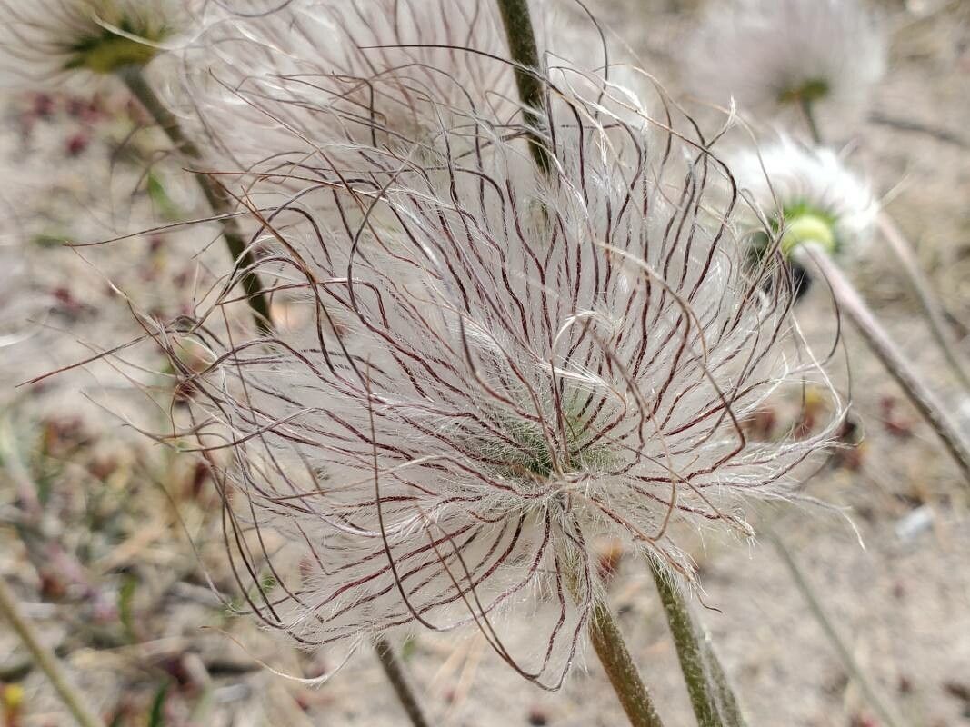 Pulsatilla pratensis fruit
