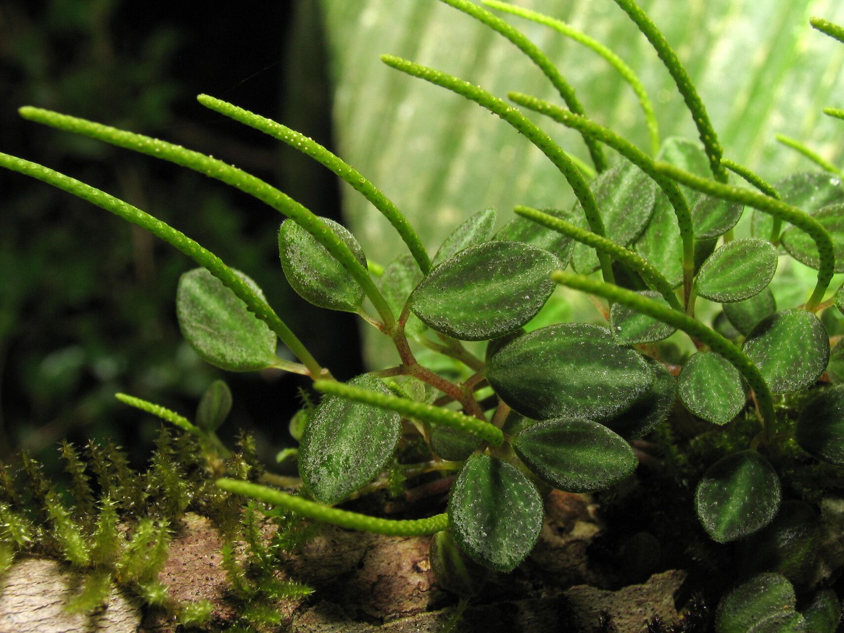 Peperomia ouabianae — houseplant care guide
