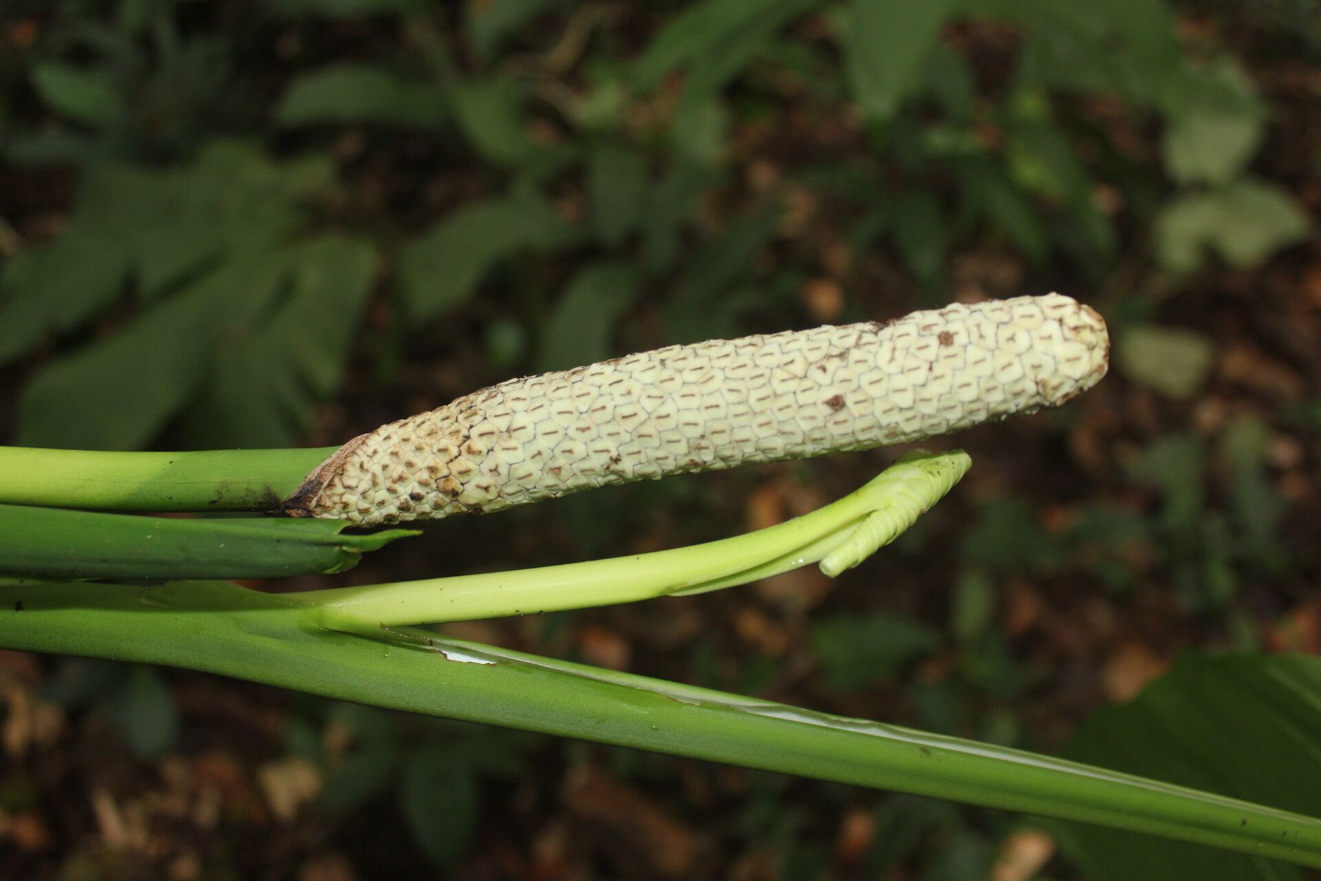 Monstera oreophila bark