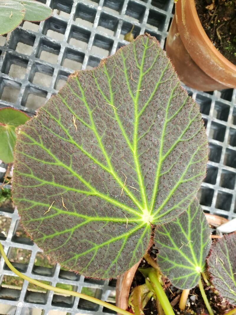Begonia chloroneura — houseplant care guide