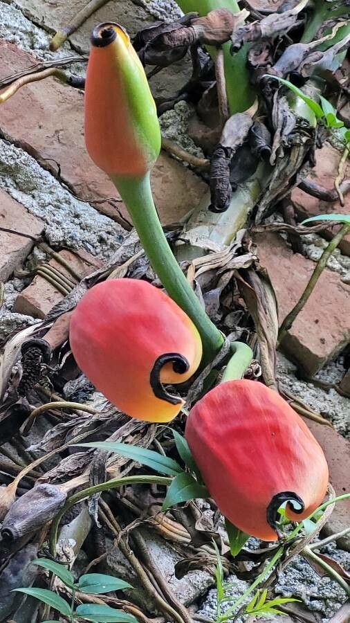 Philodendron goeldii fruit