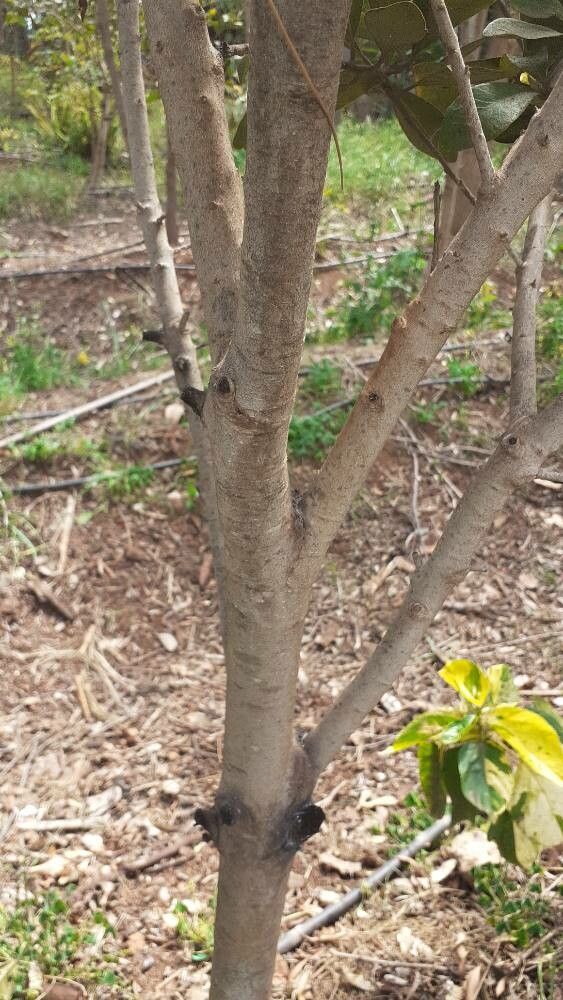 Heberdenia excelsa bark
