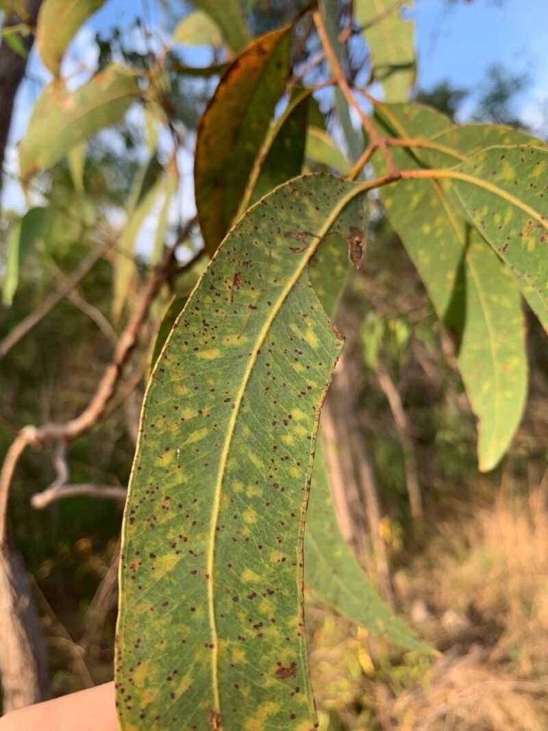 Eucalyptus botryoides leaf