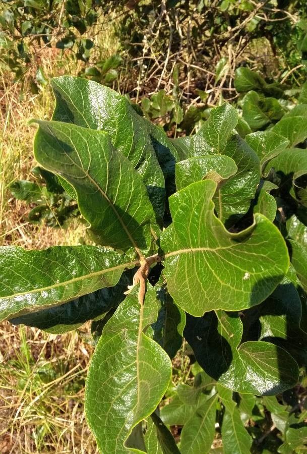 Diospyros hispida — houseplant care guide