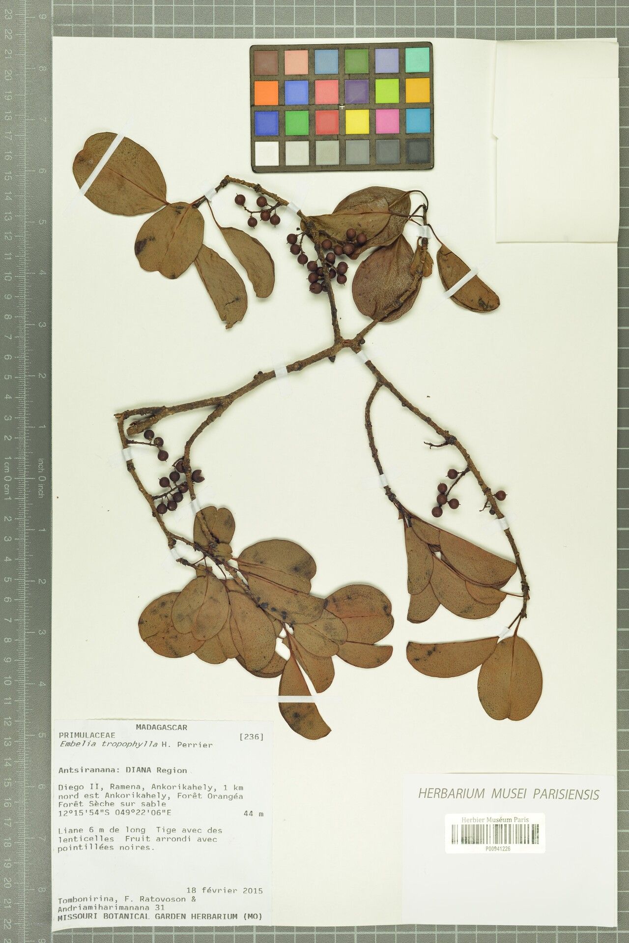 Embelia tropophylla — houseplant care guide