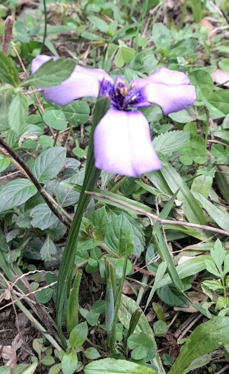Herbertia tigridioides habit