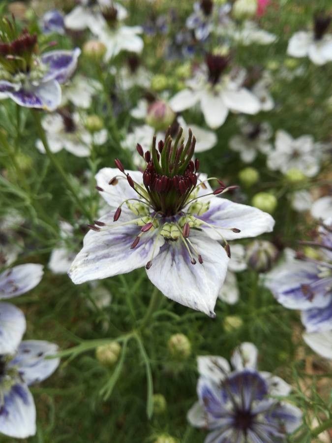 Nigella hispanica leaf