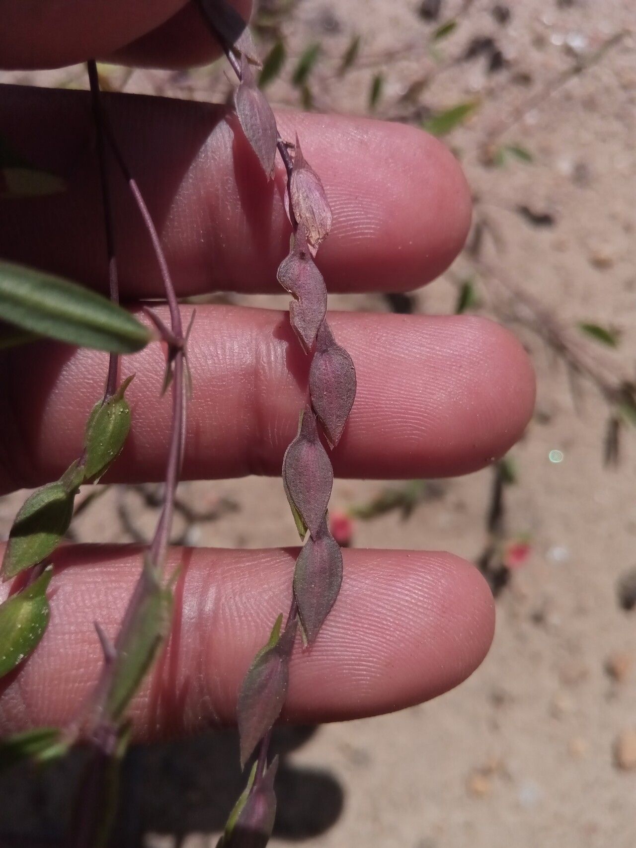 Zornia puberula fruit