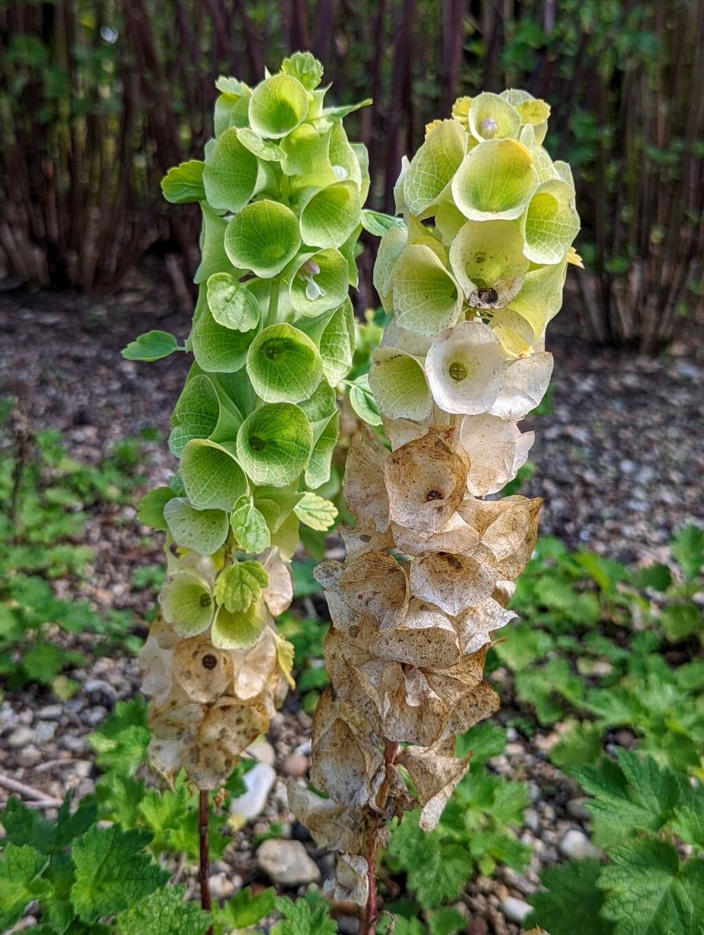 Moluccella laevis flower