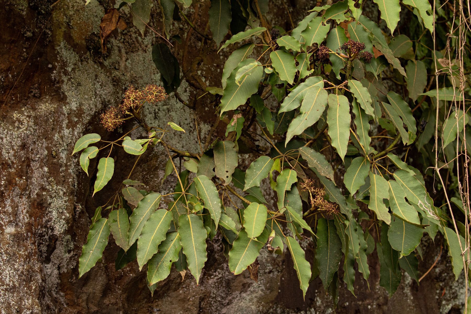 Astropanax myrianthus habit