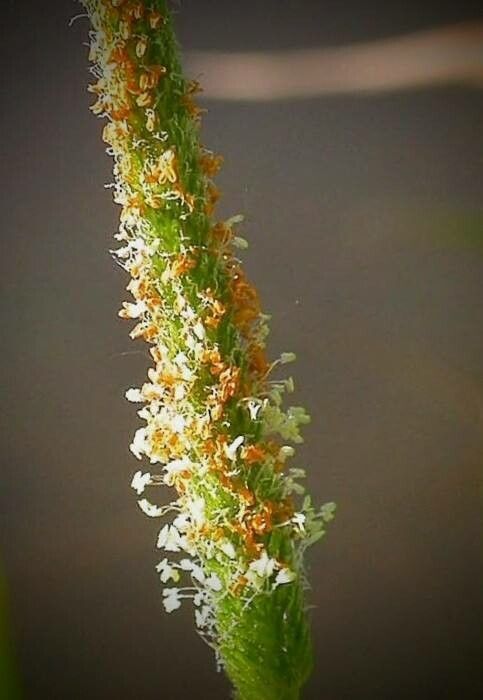 Alopecurus aequalis flower