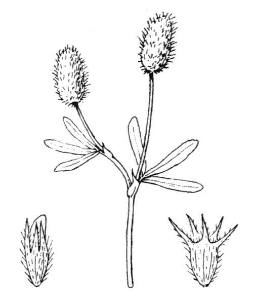 Trifolium phleoides — houseplant care guide