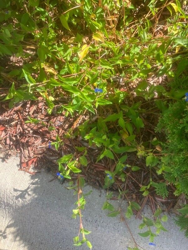 Commelina caroliniana — search result for 'Commelina'