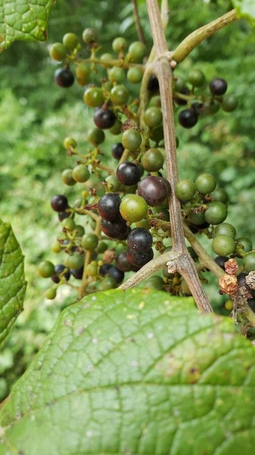 Vitis mustangensis fruit