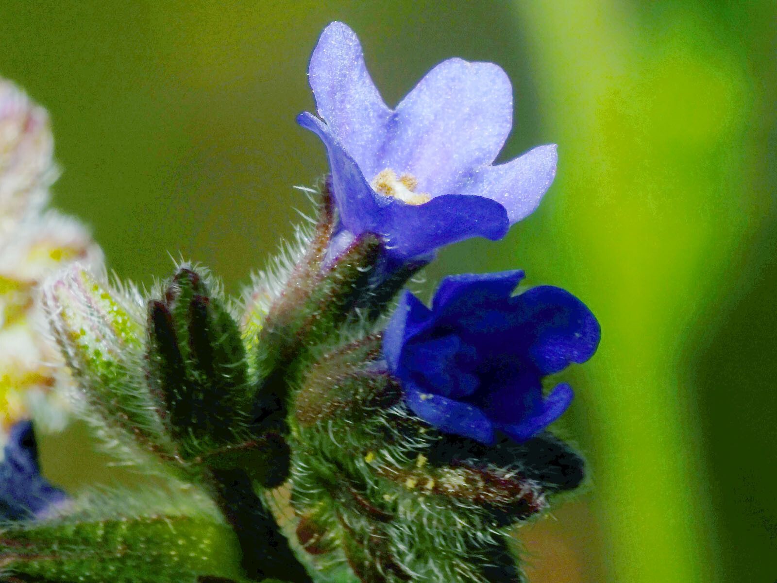 Anchusa procera flower