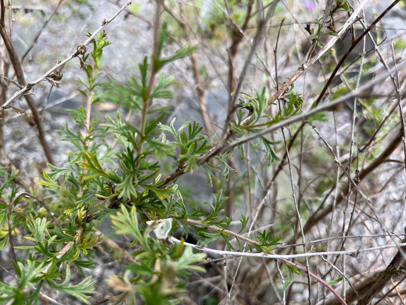 Purshia mexicana — related species from the same genus