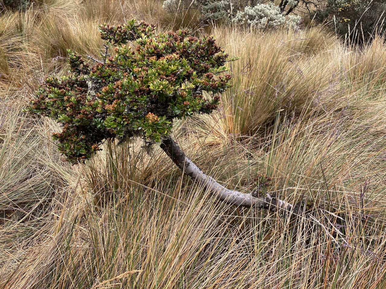Hesperomeles obtusifolia habit