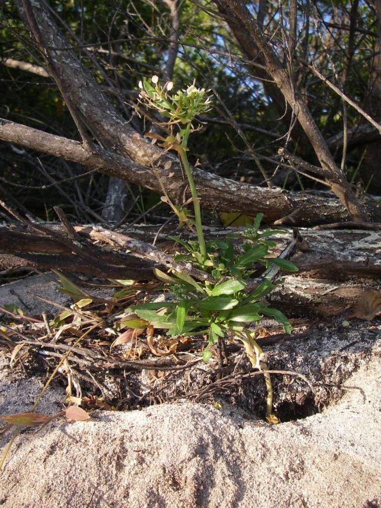 Lepidium bidentatum habit