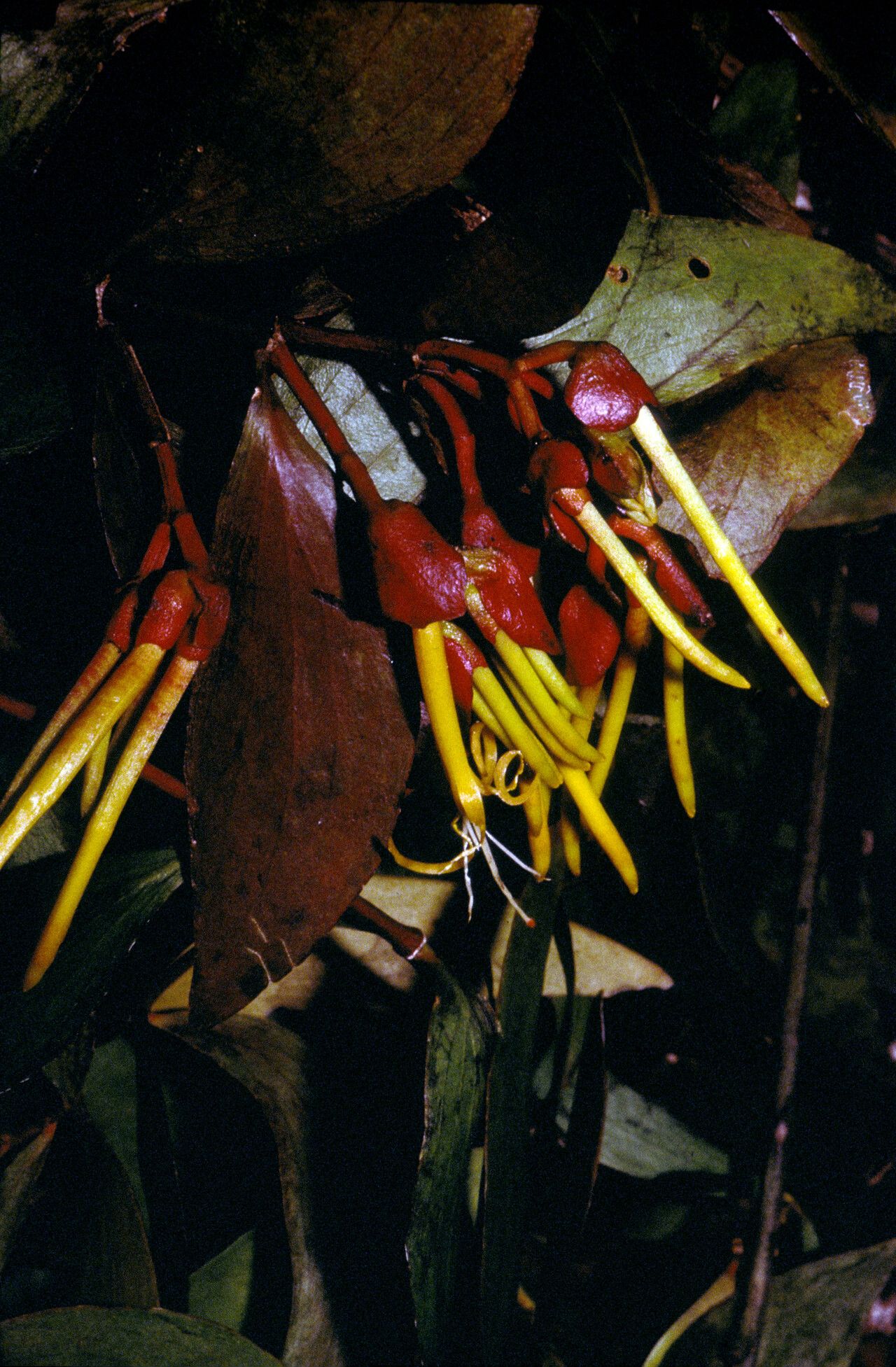 Psittacanthus cucullaris — related species from the same genus