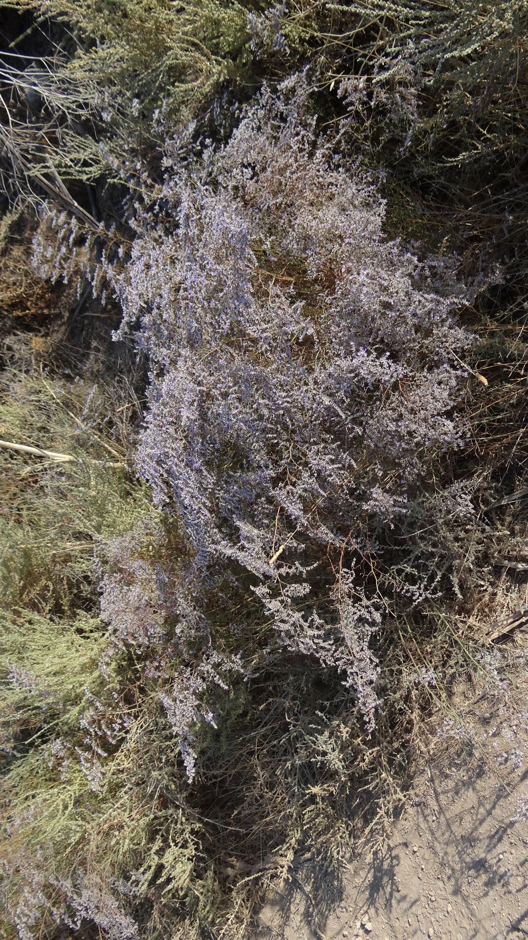 Limonium toletanum flower