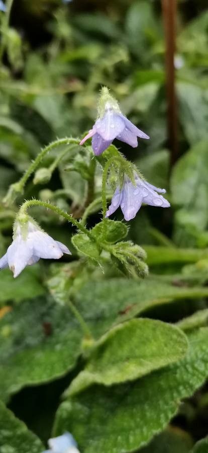 Borago pygmaea flower