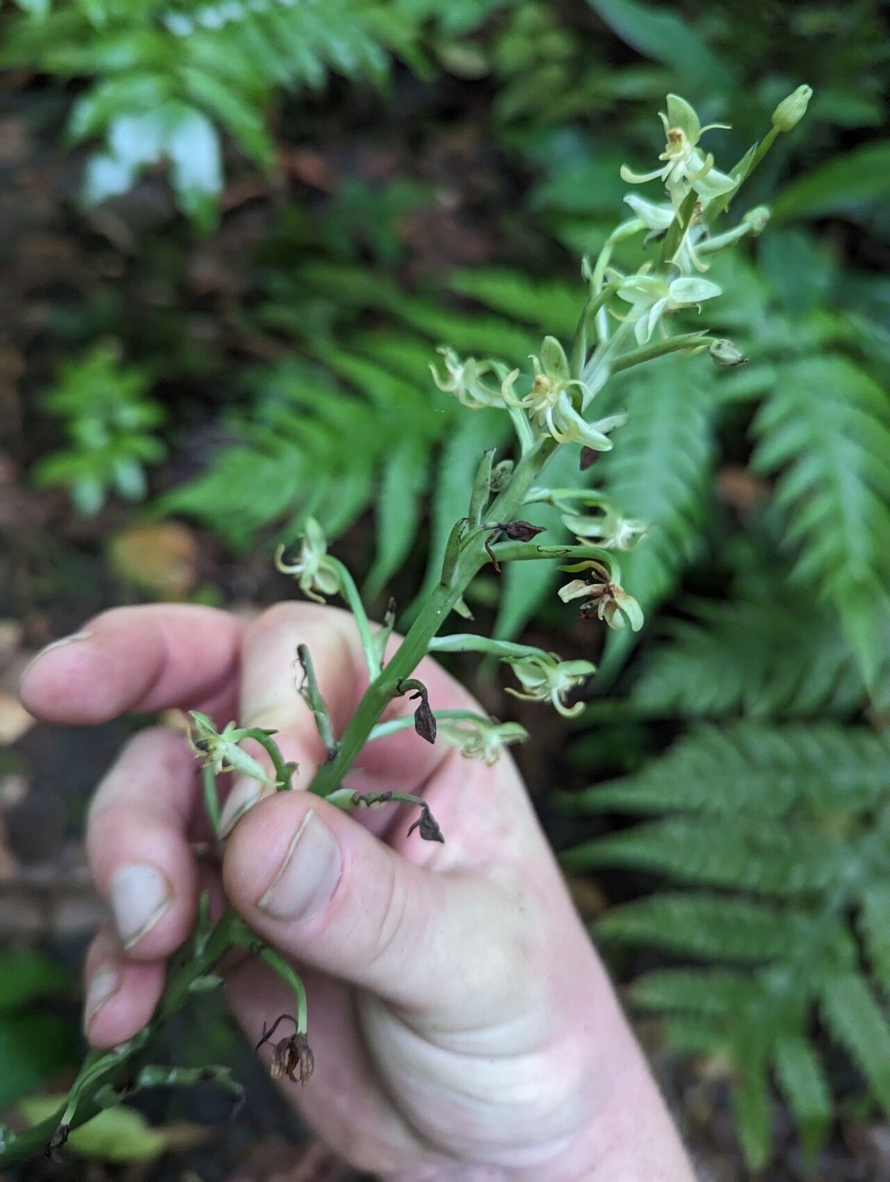 Habenaria thomana flower
