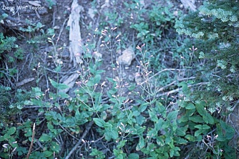 Penstemon personatus habit