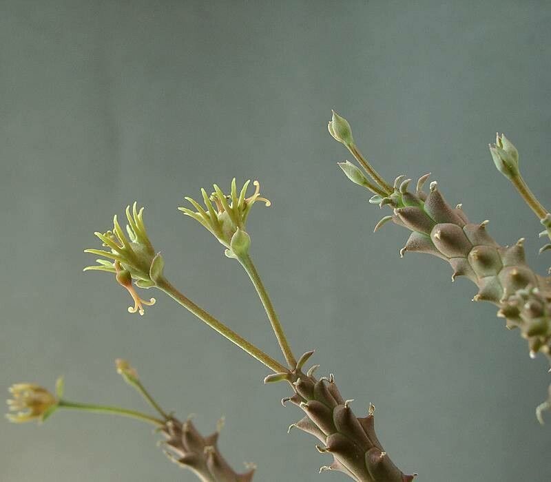 Euphorbia tridentata flower