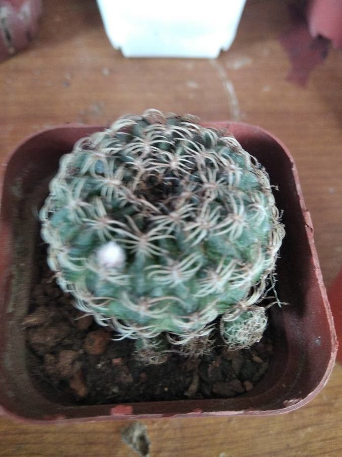 Gymnocalycium Bruchii flower