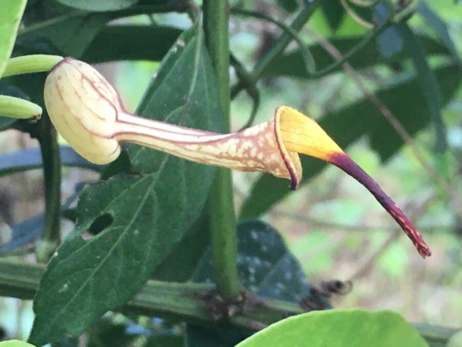 Aristolochia anguicida flower